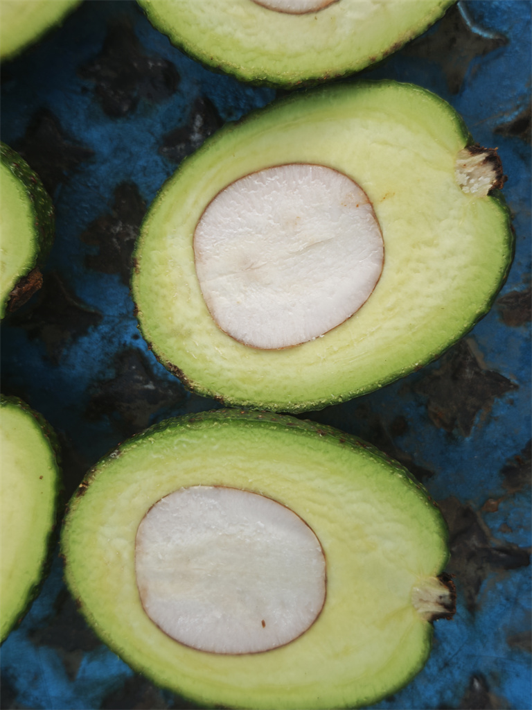 Avocados Photo 14