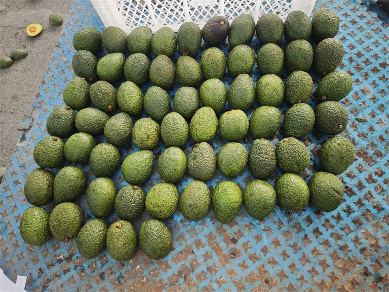 Avocados Photo 7