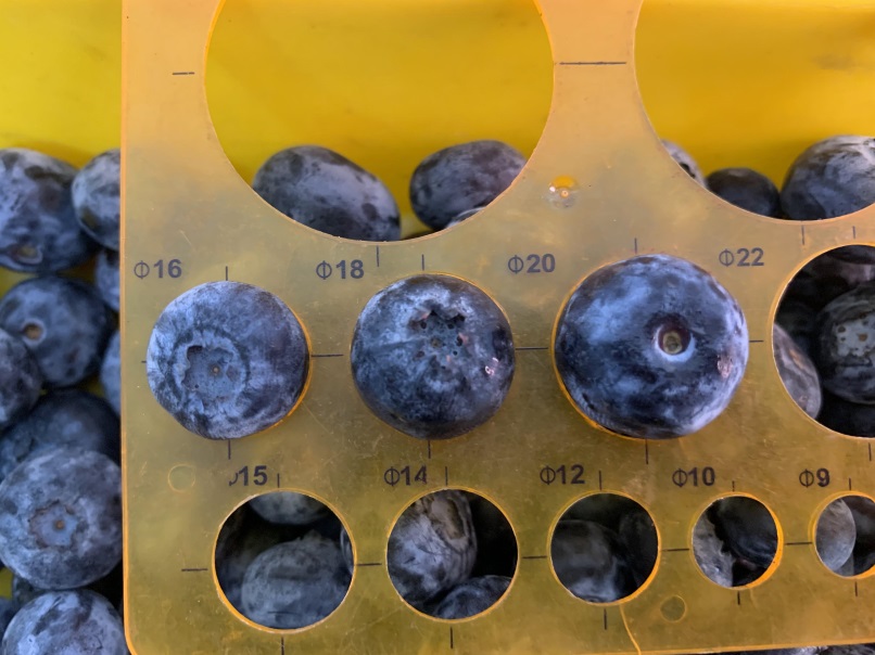 Blueberries Photo 10