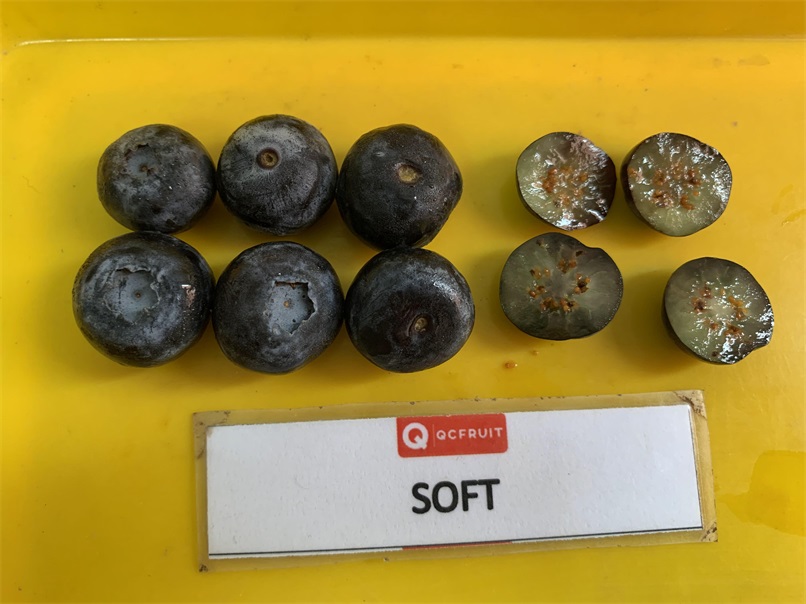 Blueberries Photo 12