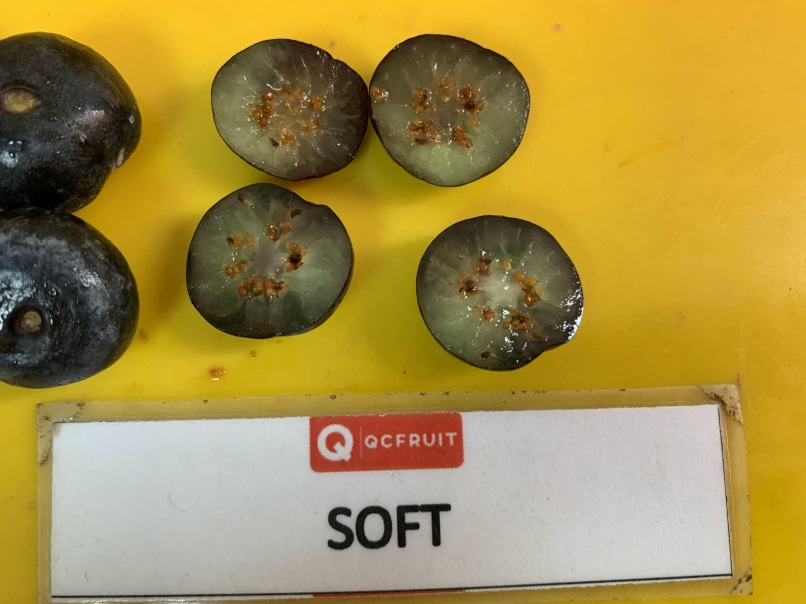 Blueberries Photo 13