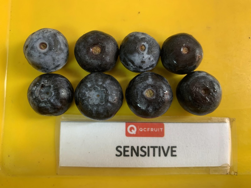 Blueberries Photo 14