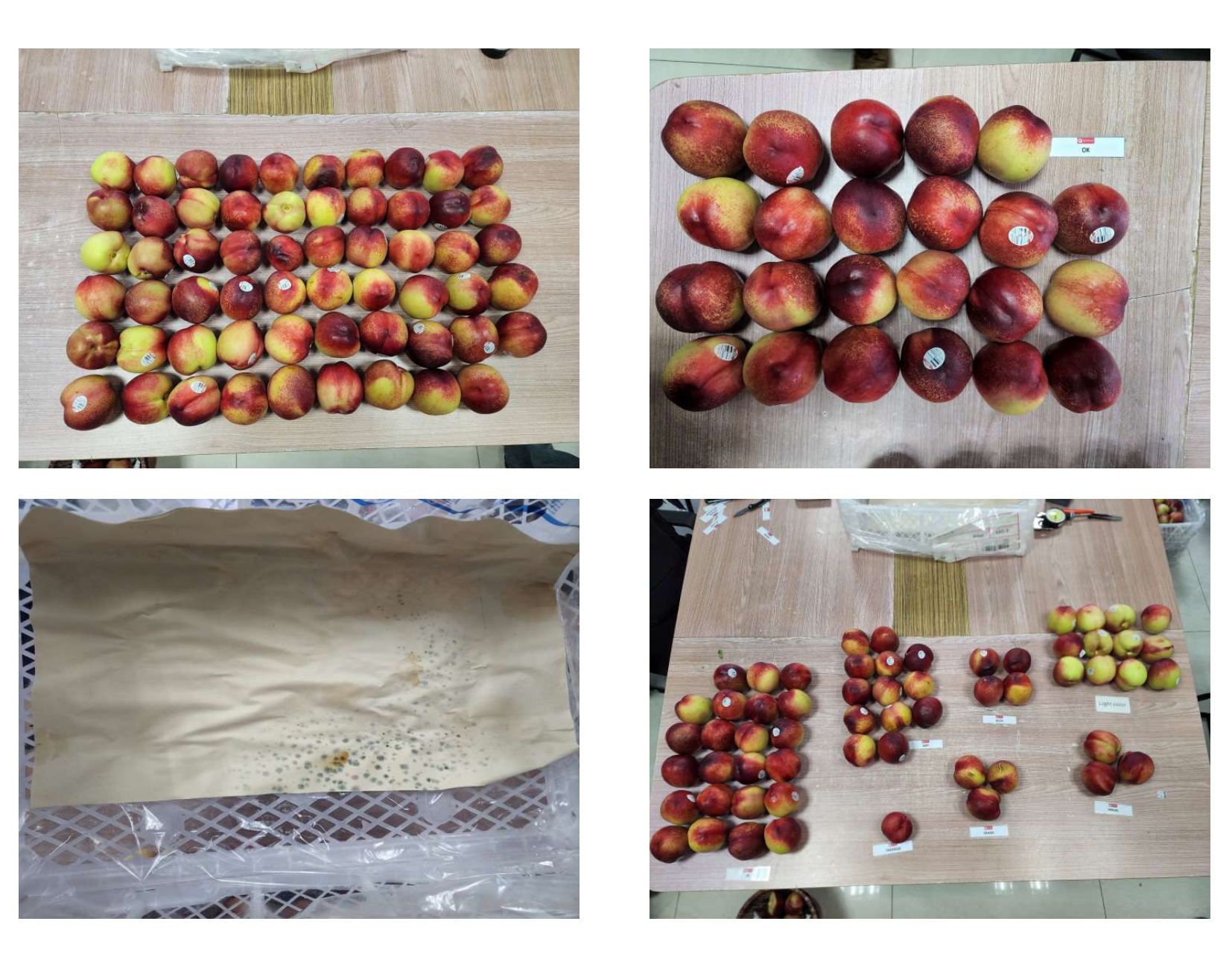 Nectarines Photo 12
